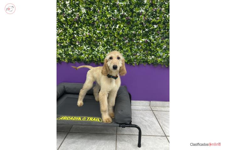 Afghan Hound  Puerto Rico