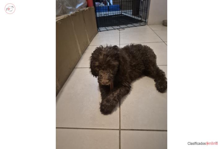 Hermoso goldendoodle  Puerto Rico