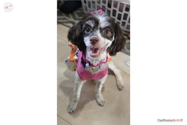Hermosa Perrita de la Raza Havanna  Puerto Rico