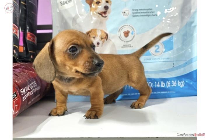 Dachshund - Salchicha mini Machos con Vacunas Puerto Rico