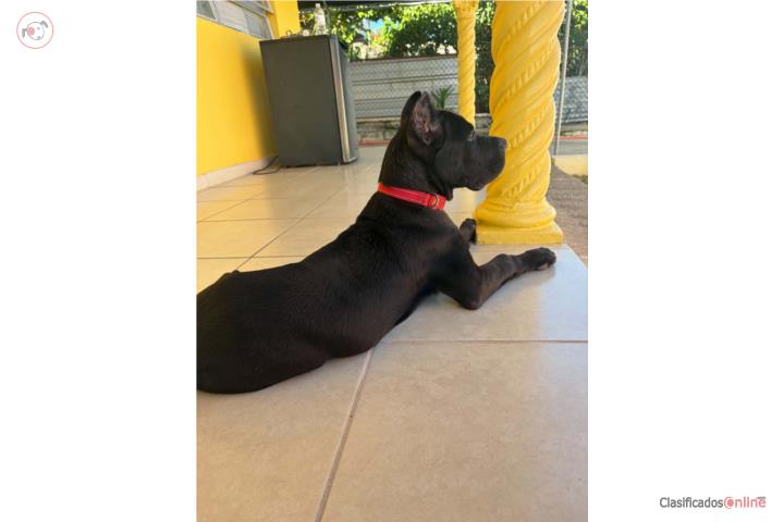 Cane corso Puerto Rico
