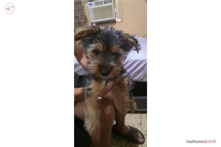 Corkie Machito 3 meses $300 Puerto Rico