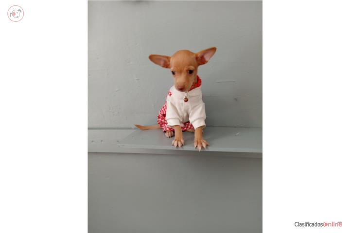 Chihuahua  $200 nene