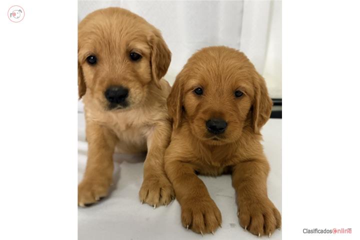 Golden Retriever nenes  Puerto Rico