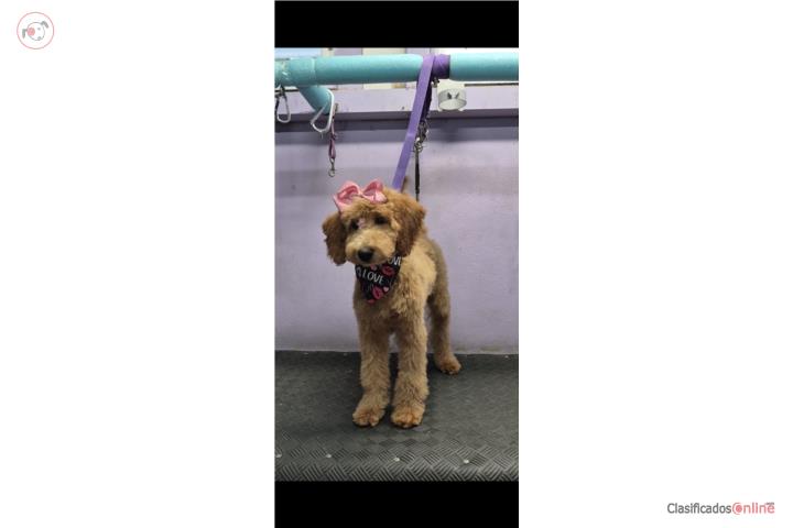 Hermosa Poodle Mediana Puerto Rico