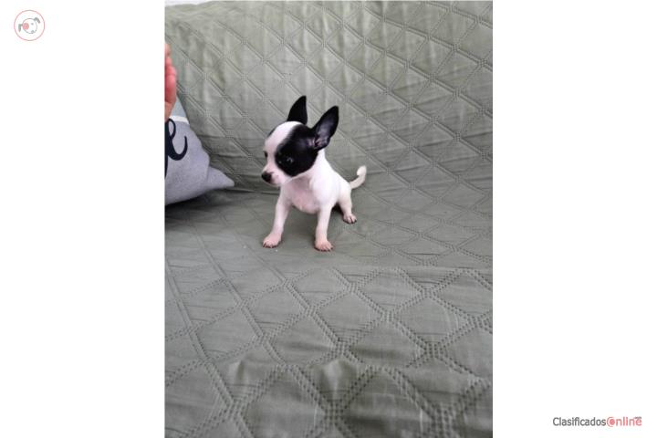 CHIHUAHUA PAPA MEXICANO  Puerto Rico