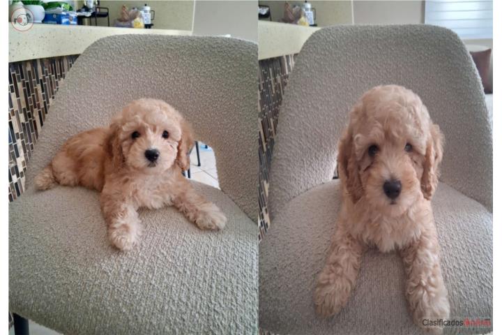 POODLES TOYS  Puerto Rico
