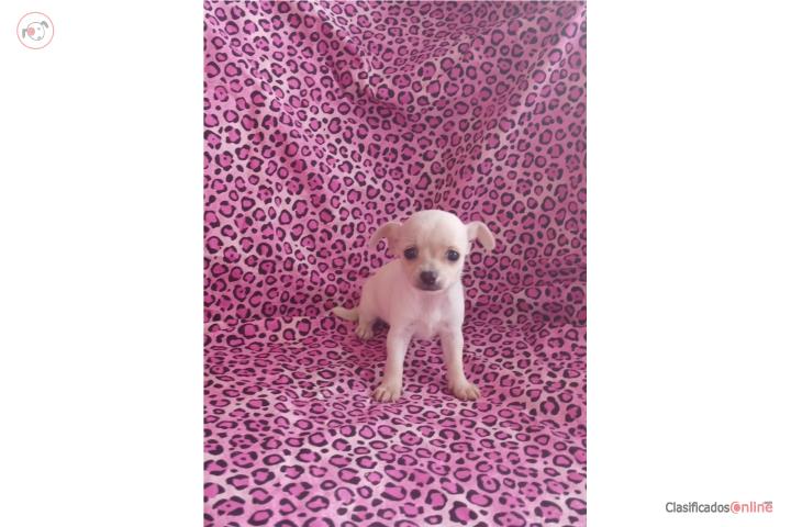 Chihuahua nena Puerto Rico