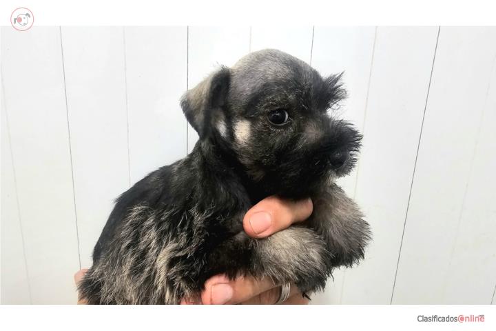 Schnauzer miniatura Hembra  Puerto Rico
