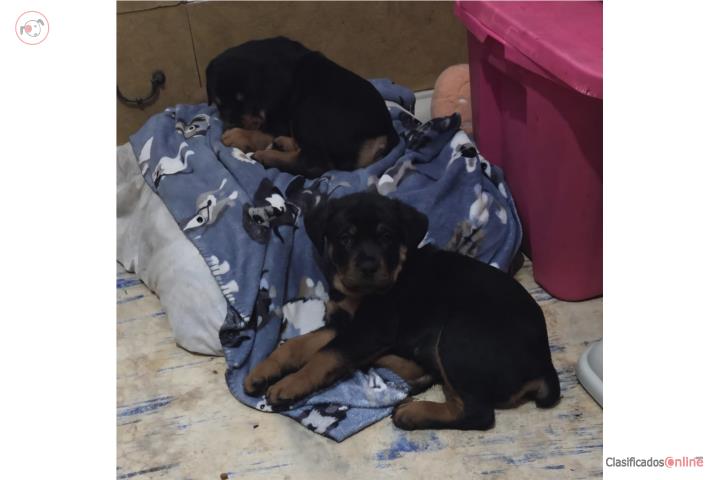 Rottweilers   Puerto Rico