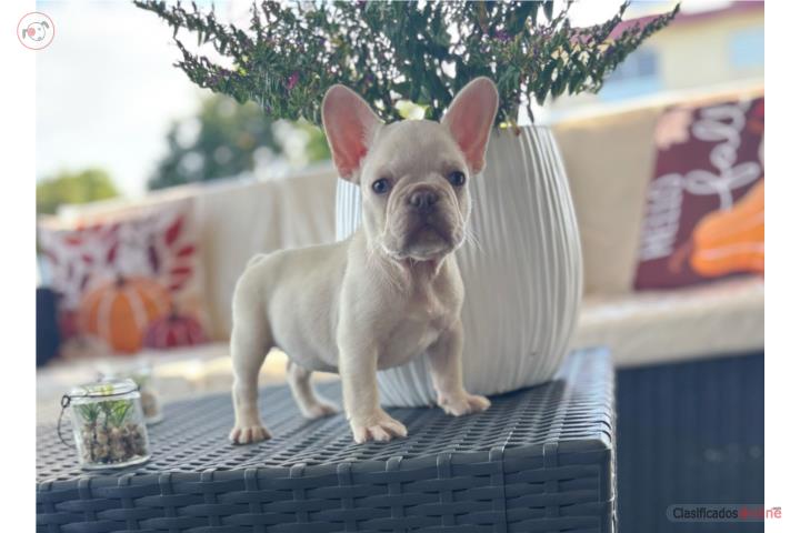 French bulldog  Puerto Rico
