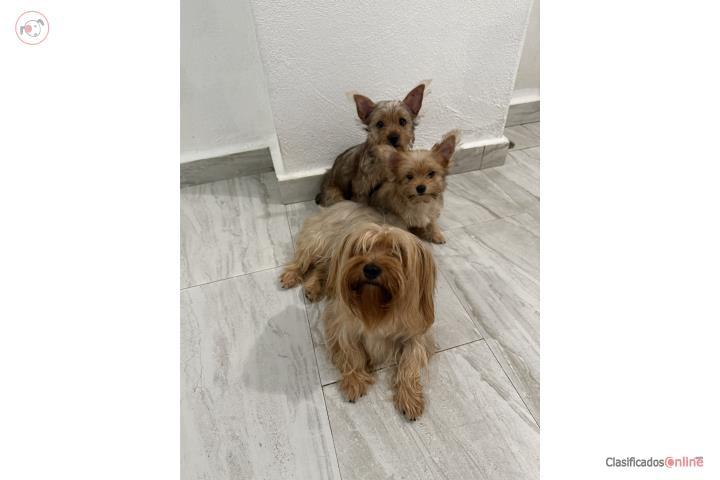 Yorkie Puerto Rico