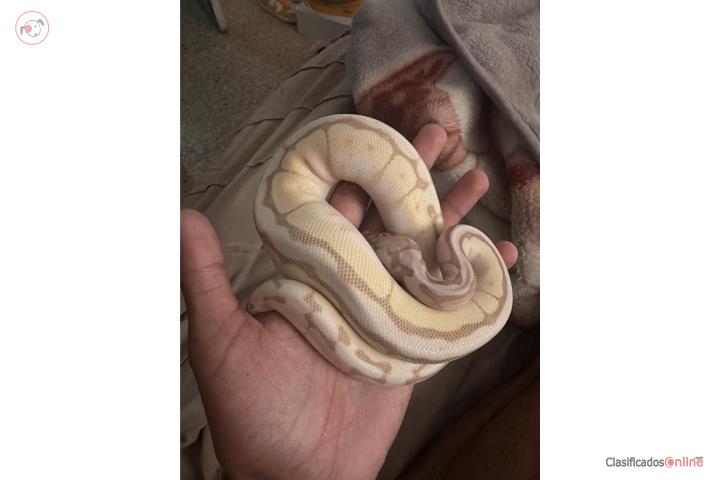 Ball python banana Puerto Rico