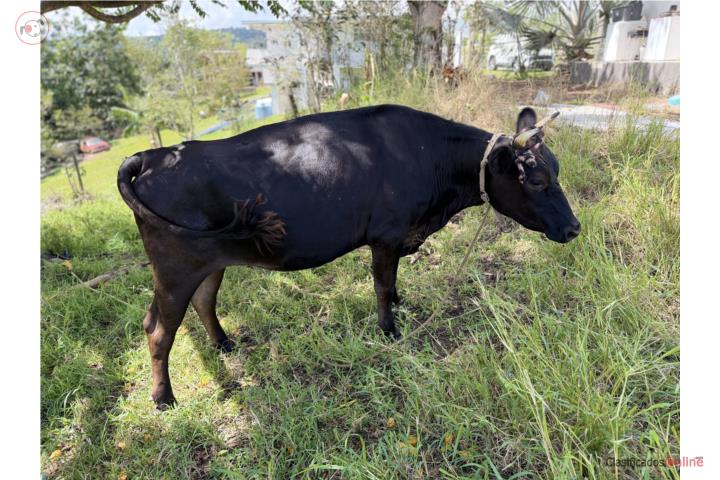 Novilla de tres años Puerto Rico