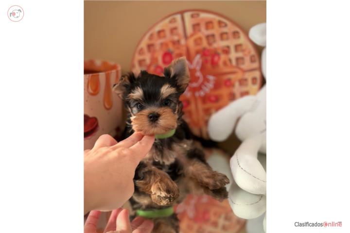 Cachorro Yorkie Teacup  Listo para un Hogar  Puerto Rico