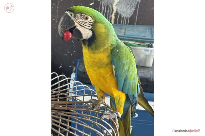 Bella Guacamaya Puerto Rico