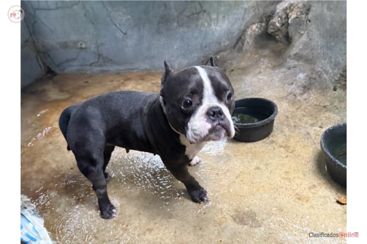 Pocket Bully Puerto Rico