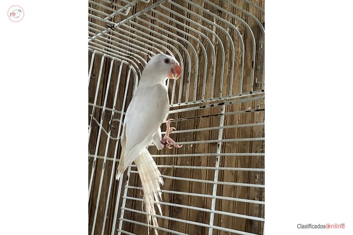 Ringneck hembra con ADN tiene 4 meses Puerto Rico