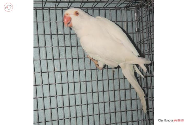 Ringneck Hembra Albina  Puerto Rico