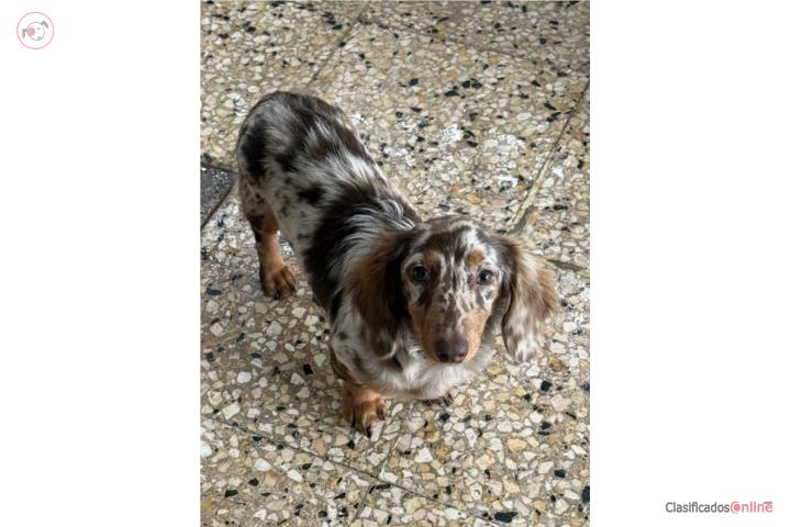 Pareja de Dachshund (se van juntos) Puerto Rico