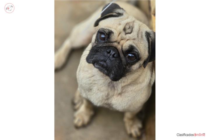 Pug macho o se cambia  Puerto Rico