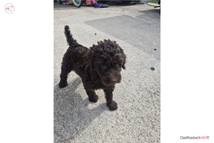 Goldendoodle  Puerto Rico