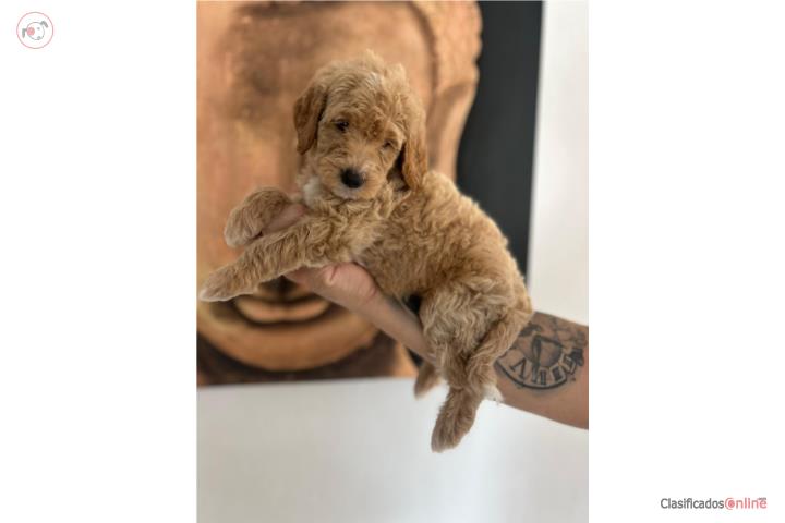 Puppies Goldendoodles Standard  Puerto Rico