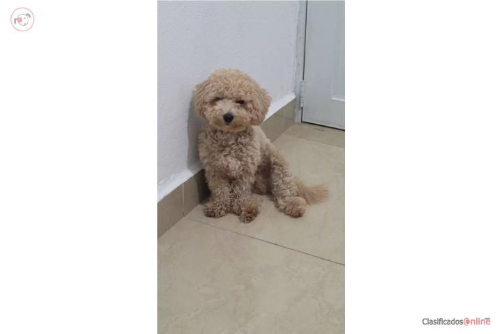 Toy poodle Puerto Rico