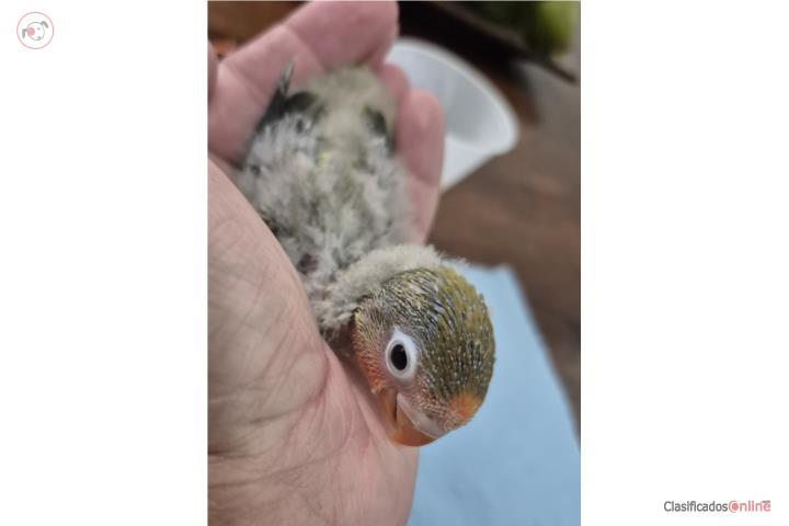 Lovebird para criar a mano  Puerto Rico