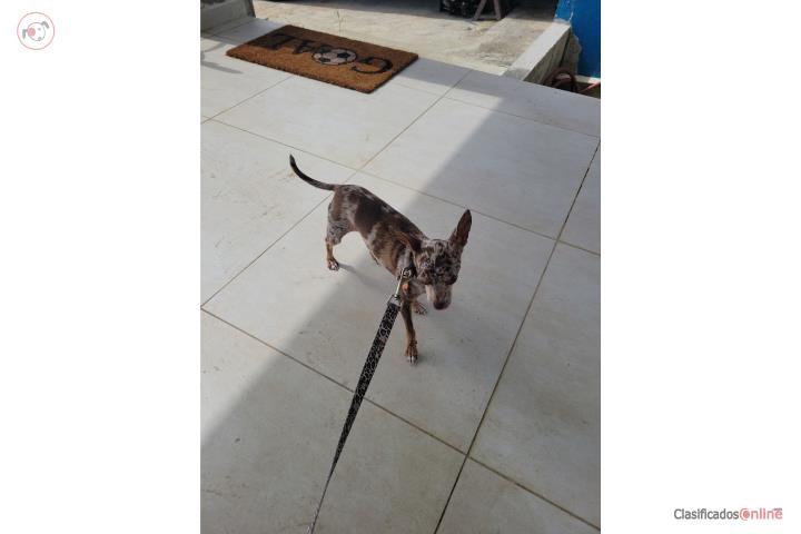 Chihuahua merle hembra operada en Isabela