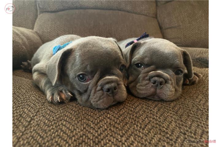 Perro frenchie / french bulldog hembra Puerto Rico