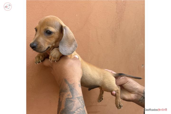 Mini salchicha  Puerto Rico