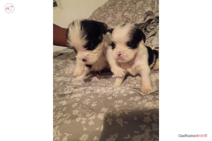 Shihtzu pareja 500  Puerto Rico