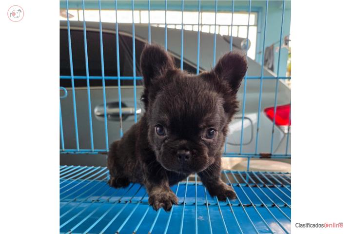 French Bulldog Hembra Fluffy Puerto Rico