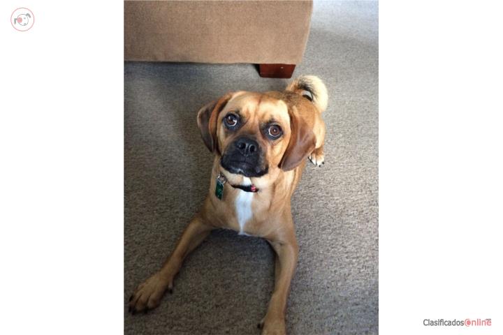Vendo una perra de raza puggle Puerto Rico