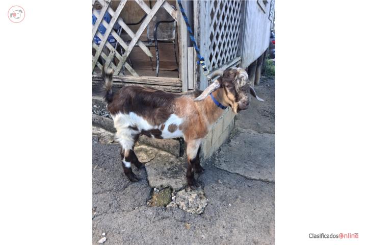 Buen cabrito Puerto Rico