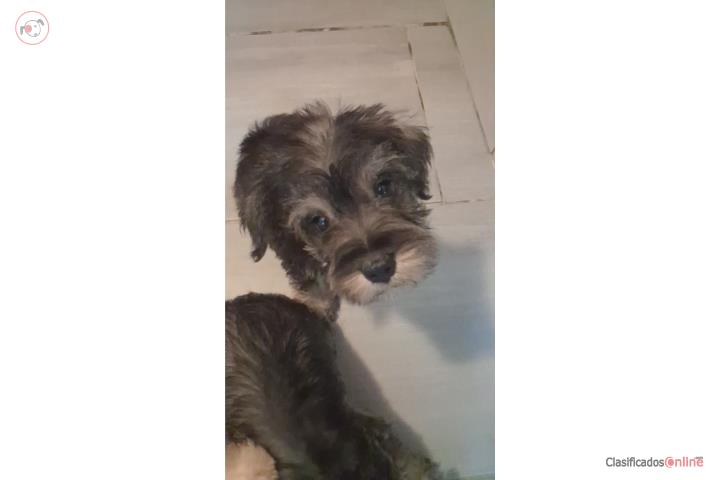 Miniatura Schnauzer Puerto Rico