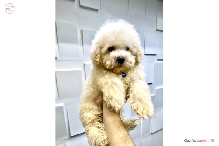 Mini poodle hembra y macho Puerto Rico