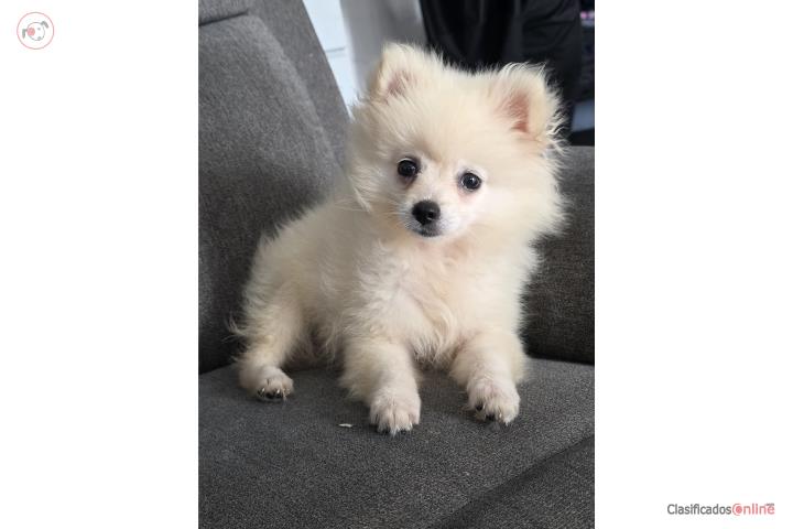 Pomeranian machito Puerto Rico