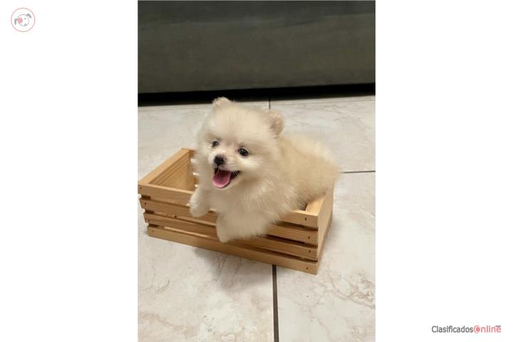 Pomeranian certificados  Puerto Rico
