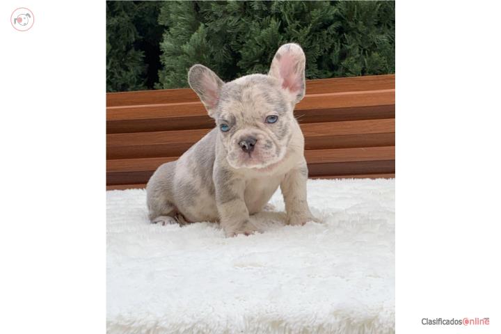 French Bulldog Merle Puerto Rico
