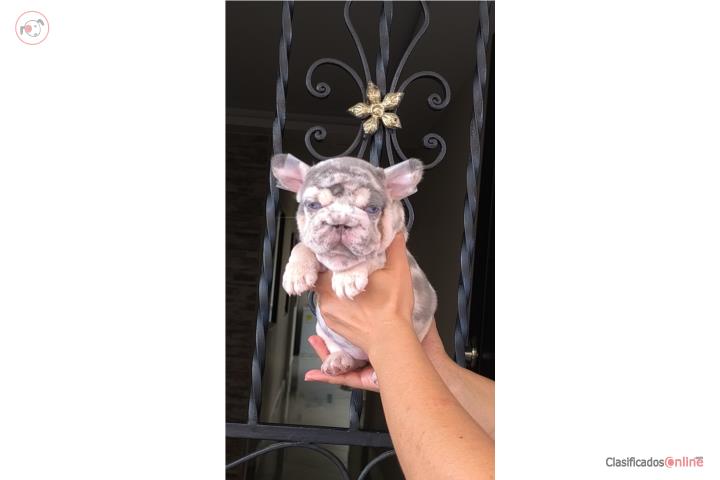 French Bulldog Bigrope Puerto Rico