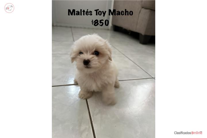 Maltés Macho Puerto Rico