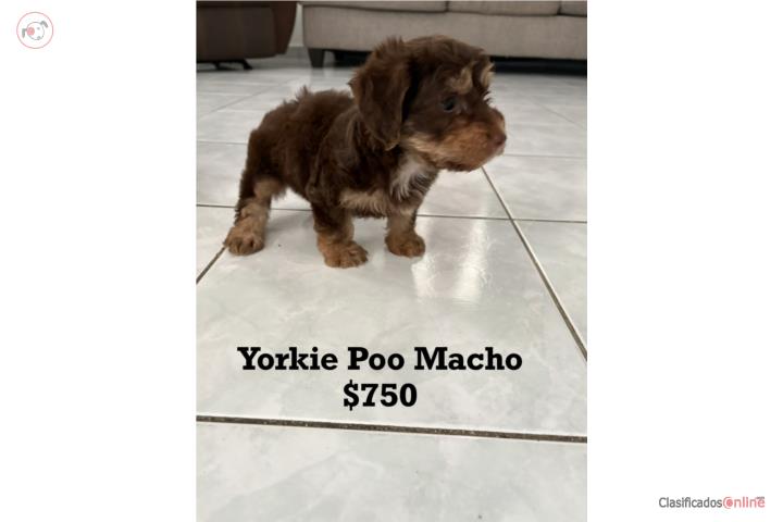 Yorkie Pop Macho Puerto Rico