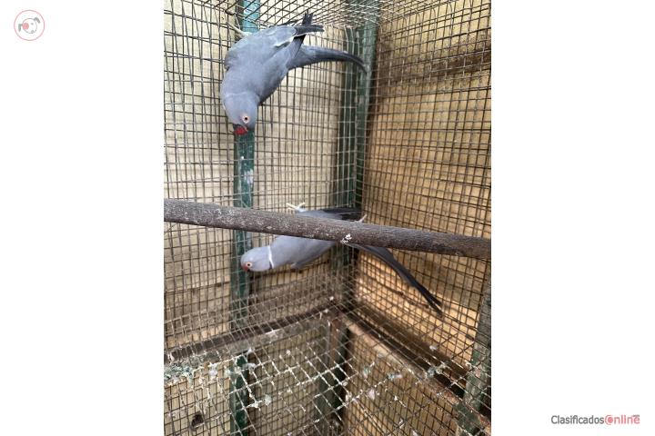 Pareja adulta de cotorras ringnecks  Puerto Rico