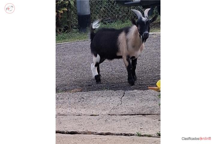 Cabro enano $275 Puerto Rico