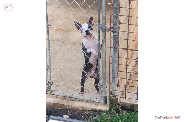 Boston terrier blue bueno para padrote Puerto Rico