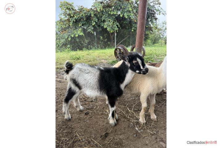 Cabrito enano 300omo Puerto Rico