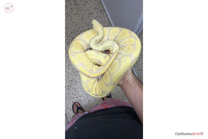 CANDINO HEMBRA Puerto Rico