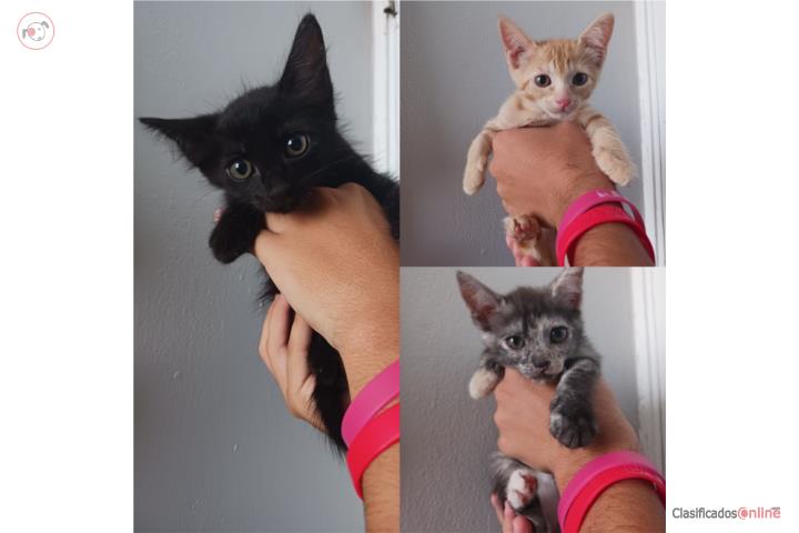 Gatitos para adopción Puerto Rico
